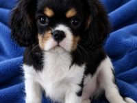 Cavalier King Charles Spaniel Welpen mit Papieren
