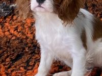 Cavalier King Charles Spaniel Welpe Hündin mit Papieren