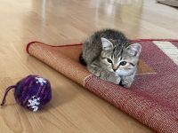BKH Kitten