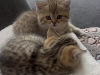 BKH Kitten