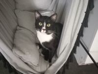 Kater 2,5 J. Freigänger
