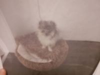 Hund zu verkaufen