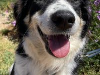 Annie, 04/25 - fröhlicher Wuschel sucht Körbchen
