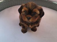 Welpen