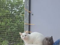 Perser+Türkisch Angora