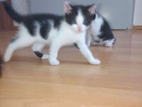 Junge kitten kinder