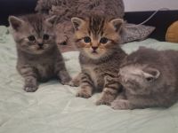 Britisch kurzhaar Kitten