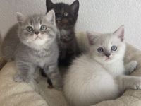 Süße reinrassige BKH Kitten
