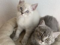 Süße BKH Kitten Auszugbereit