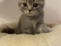 Süßer BKH Kitten Auszugbereit