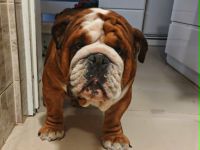Englische Bulldogge Rüde Levi