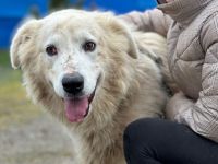 Sanfter Riese Smoky: Ein imposanter Freund zum Verlieben