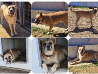 Chance sucht seinen Lieblingsmensch