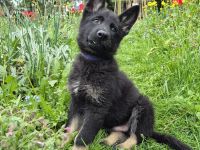 Deutsche Schäferhundwelpen aus sportlicher Hobbyzucht abzugeben