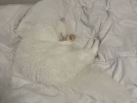 Baby Katze