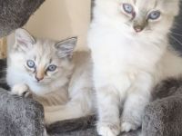 💖Ragdoll 💖Siam💖 kitten💖