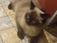 Liebevolle Katze abzugeben 🐾