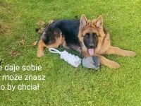 Langhaariger Deutscher Schäferhund