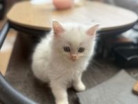 Süße Kitten abzugeben
