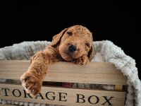 Goldendoodle Standard Welpen