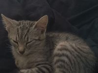 Mila sucht ein Liebevolles Zuhause