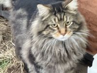 Nike, lieber kastrierter Maine Coon Kater