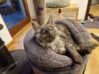 2 von 6 Maine Coon Kitten suchen ein neues Zuhause