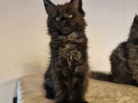 4 Maine Coon Kitten