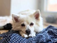Stella in 82008 Unterhaching sucht ihr Für-immer-Zuhause
