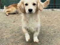 Wilma sucht ihr Für-immer-Zuhause
