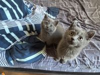 Bkh kitten suchen neues Zuhause