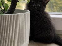 Kuschelalarm!! Süßes BKH Blackpoint sucht ein neues Zuhause