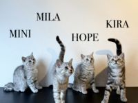 Wunderschöne BKH Kitten Mädchen abzugeben. liebevoll aufgezogen, geimpft & menschenbezogen