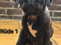 Heute bekamen wir unsere 2.Imfung ❤️ Wir sind abholbereit 🤗 Noch 2 wunderschöne Retro Mops Welpen