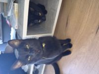 Zwei Siam Mix kater
