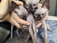 Sphynx Mädchen abzugeben
