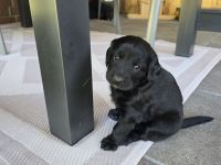 Cocker Spaniel × Border Collie Mix Welpen