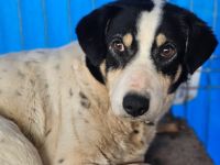 Mut braucht seine Zeit: Wer zeigt der sensiblen Shyla die Welt?