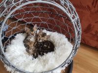 Bengal Kitten