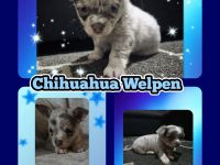 Chihuahua Welpen