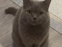 Deckkater