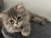 BKH kitten reinrassig