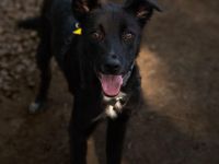 Taro sucht liebevolle Familie....
