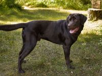 Labrador Deckrüde Mailo – zuchttauglich & genetisch analysiert