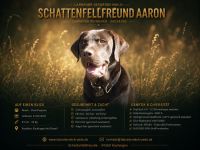 Labrador Deckrüde Mailo – zuchttauglich & genetisch analysiert