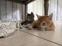 Katzenbabies (*07.03.2026)