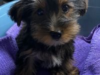 Yorkshire Terrier Welpe sucht liebevolles Zuhause 🐶