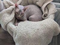Sphynx Kitten