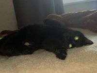 Liebevolle kitten