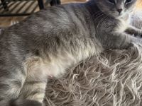 BKH Kitten